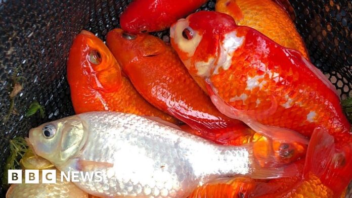 Dumped goldfish endangering native carp in lake near Cambridge
