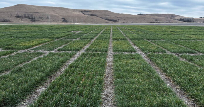 E.P.A. Clears a Weedkiller, Saying It Won’t Push Species to Extinction