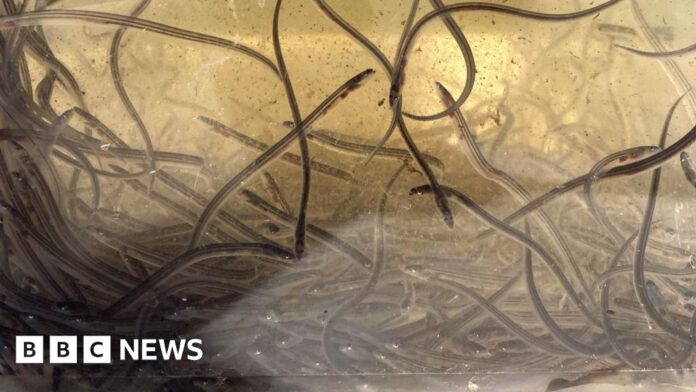 European eel project at the River Tees hopes to boost population
