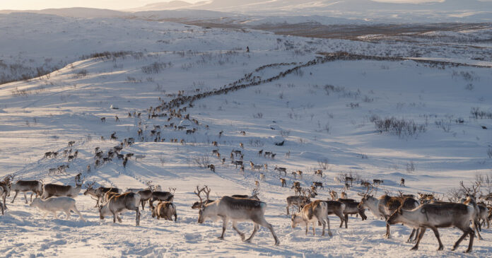 Europe’s Green-Energy Future Has a Reindeer Problem