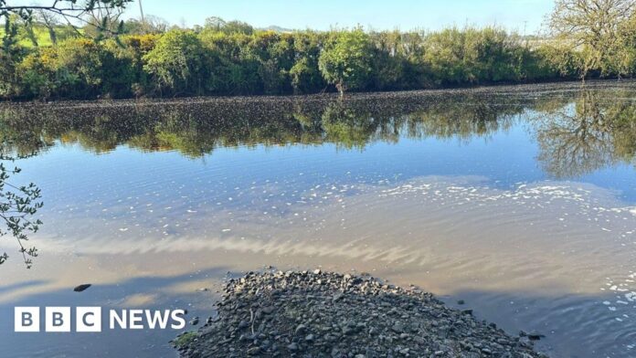 Fears for young fish after Derg River tributary is polluted