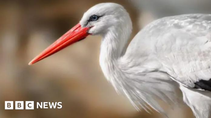 Harper Adams student researching reintroduction of storks to Britain