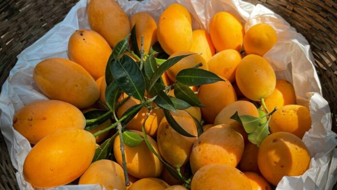 Heatwaves And Unseasonal Rain Destroys 80% Of Konkan's Alphonso Mangoes, Prices Up By 30%