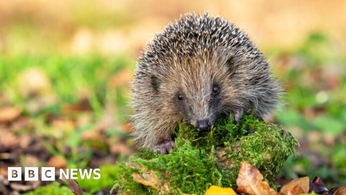 Hedgehogs: Charity take steps to save a possible extinction