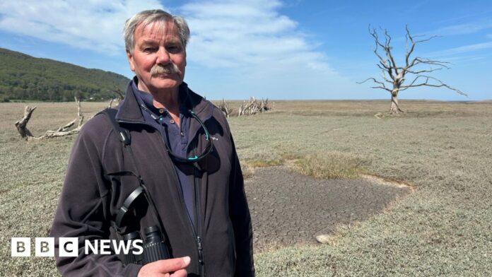 How a hurricane created a 'precious saltmarsh' in Somerset