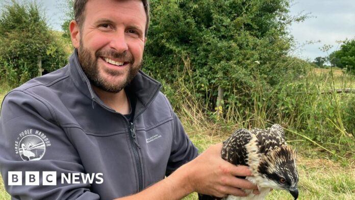 How ospreys were 'tricked' into breeding at Poole Harbour