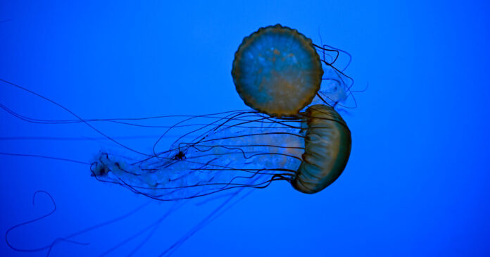 How to Stay Safe Around Jellyfish This Beach Season