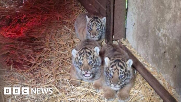 Howletts Wild Animal Park welcomes four Sumatran tiger cubs