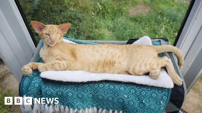 'I had to pay £14,000 in vets fees after my cat was run over'