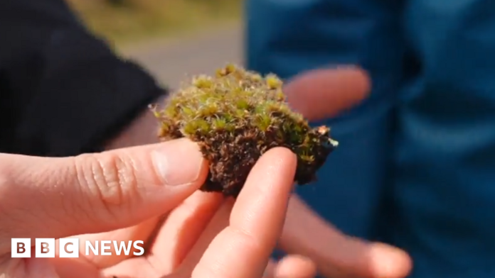 Killer fungus discovered that destroys UK invasive plant
