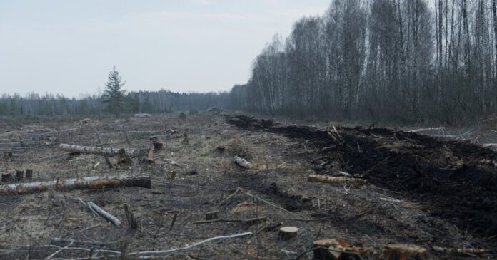 Lithuania’s Peat Bogs Could Help the Climate and Defend the Border, Too