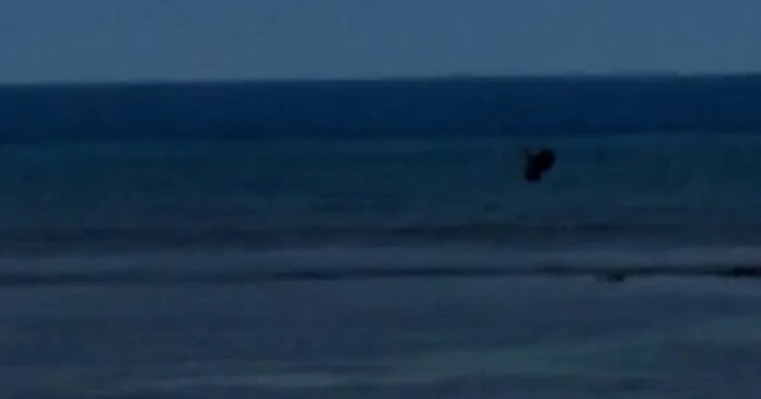 Man throws rock at endangered monk seal in Maui