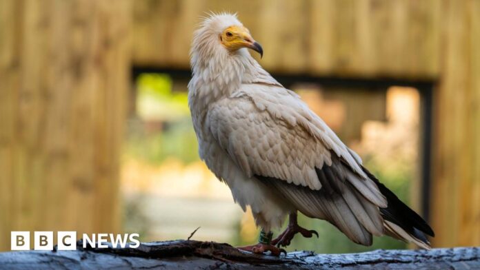 New enclosure for ''magnificent' vultures at Hertfordshire Zoo