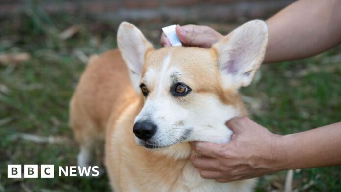 No ban on over-the-counter pet flea treatments in Jersey