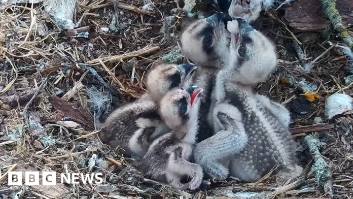 Ospreys hatch fourth and final egg of the season