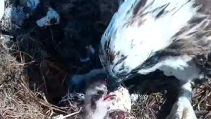 Poole Harbour ospreys hatch first chick of the year