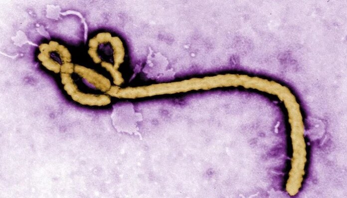 Portrait of a killer: The virus that refuses to die — Ebola's 50-year reign of death