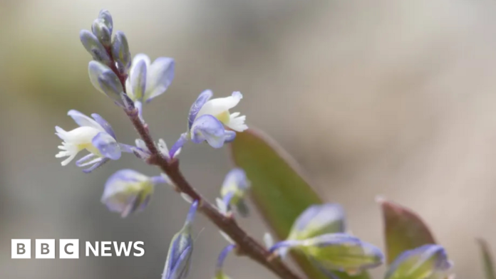 Rare Kentish plant makes comeback from brink of extinction