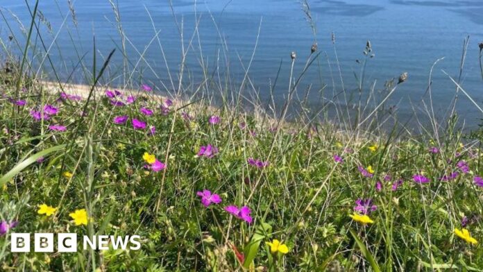 Rare coastal Durham grassland restoration complete
