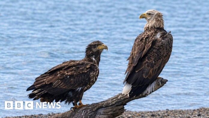 Rare white-tailed eagles draw crowds of watchers in Christchurch