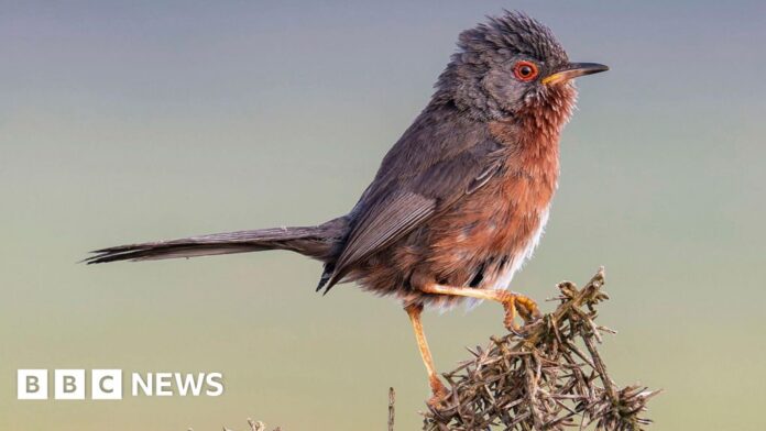 Record numbers of Dartford warblers recorded at RSPB Arne