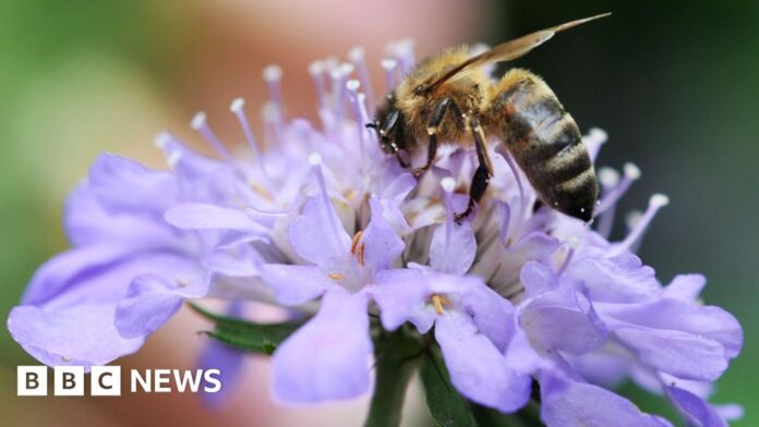 River Waveney land purchased to save it from risk of development