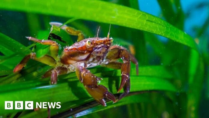 Sewage having 'alarming' impact on underwater forests in UK rivers
