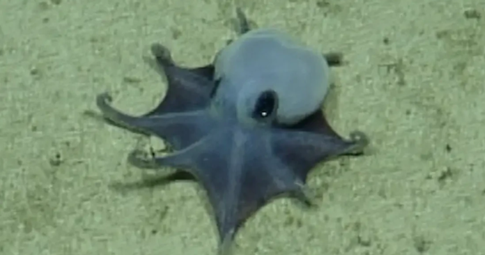 Strange new species of blue octopus discovered by scientists 5,900 feet underwater: 