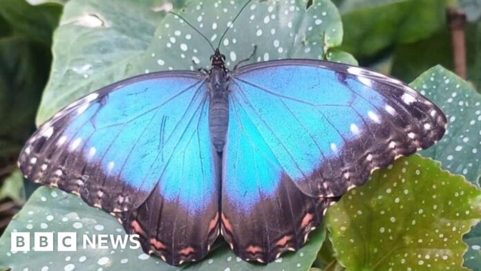 Stratford-upon-Avon pupil's release butterflies for David Attenborough