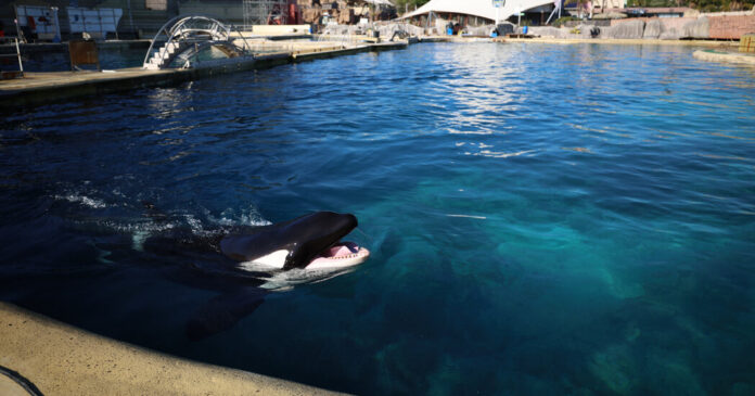 The Uncertain Fate of France’s Last Two Captive Orcas
