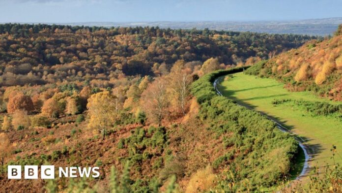 The lost road at Hindhead which helped rewild a rare landscape