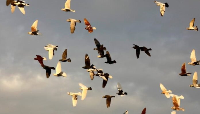 'Their story is our story': Pigeons and humans, 3,500 years together