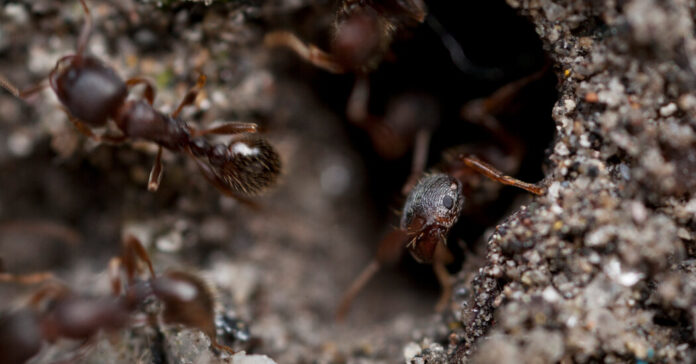 There Are Ants in This Canadian Hospital. Again.