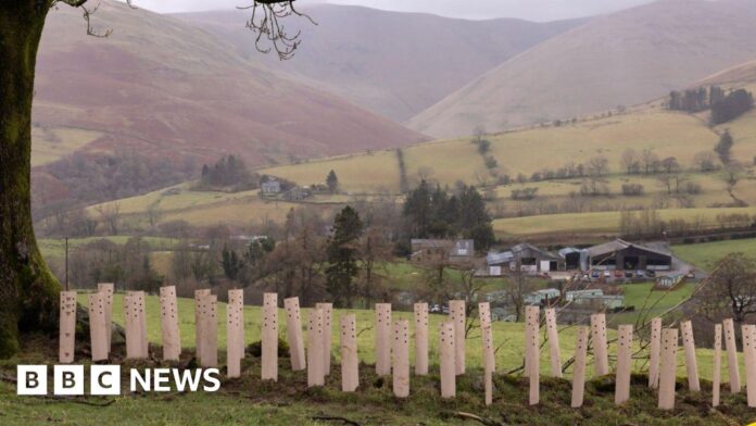 Thousands of trees planted in Lake District hedgerow project