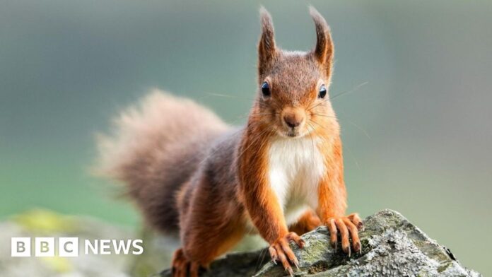 Urgent calls to prevent the extinction of red squirrels