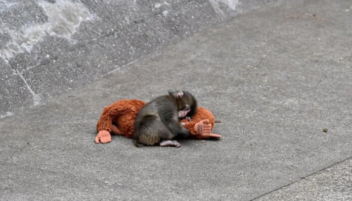 Viral ‘Punch' monkey incident: Two Americans arrested at Japanese zoo