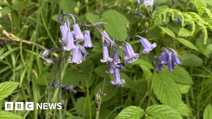 Walkers urged not to trample fragile bluebells 