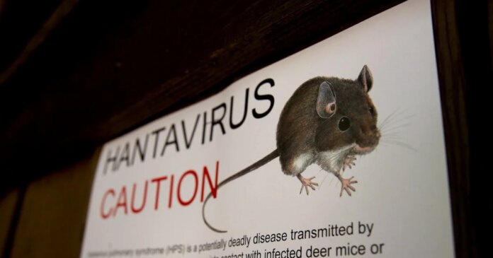 What are the origins of hantavirus? How the virus tied to the cruise ship outbreak came to be.