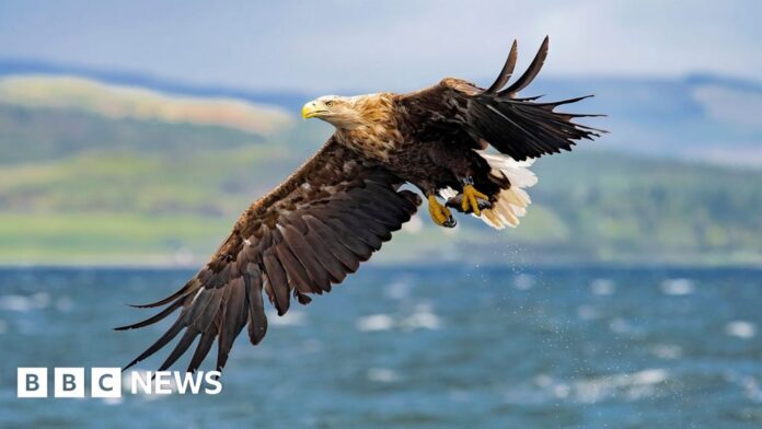 White-tailed eagles to be reintroduced in Exmoor despite farmer concerns