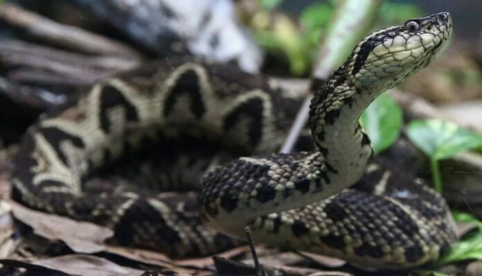 Why are snakes being spotted more frequently in Islamabad?