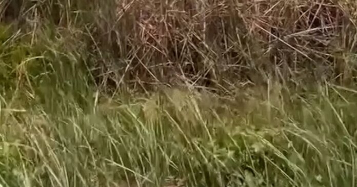 Wildfire rips through Florida Everglades