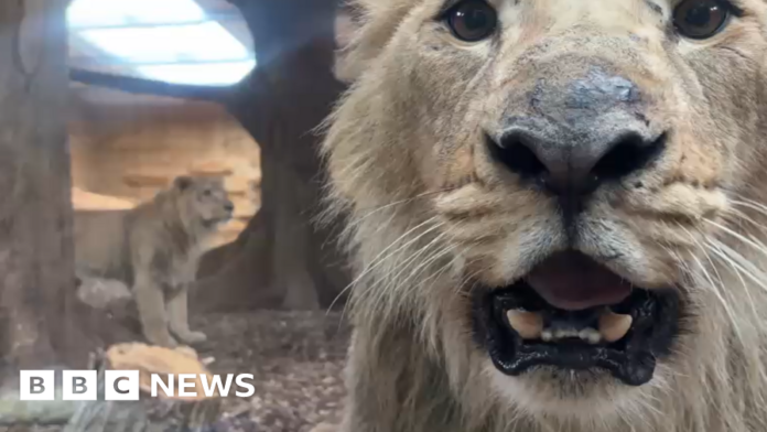 Wingham Wildlife Park welcomes three male Asiatic lions 