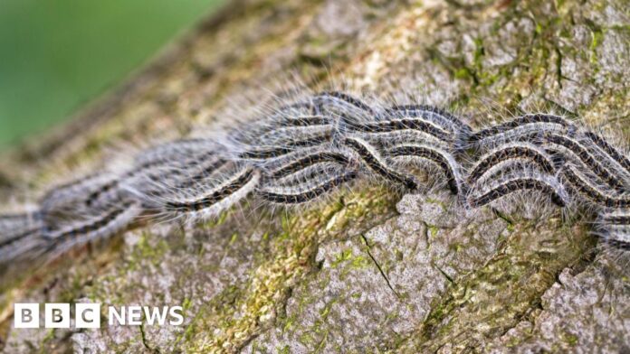 Woking warned over toxic moth's caterpillars