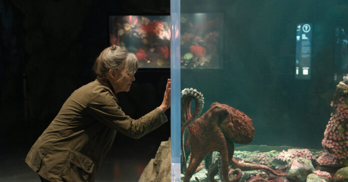 ‘Remarkably Bright Creatures’ Review: Their Octopus Teacher