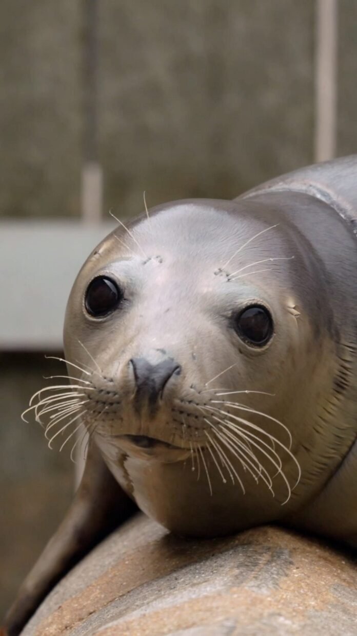 The fight to end seals, dolphins and whales dying in fishing nets
