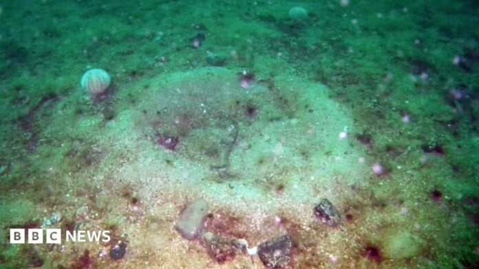 A large circle of raised sand around a hole with shells and rocks surrounding it.
