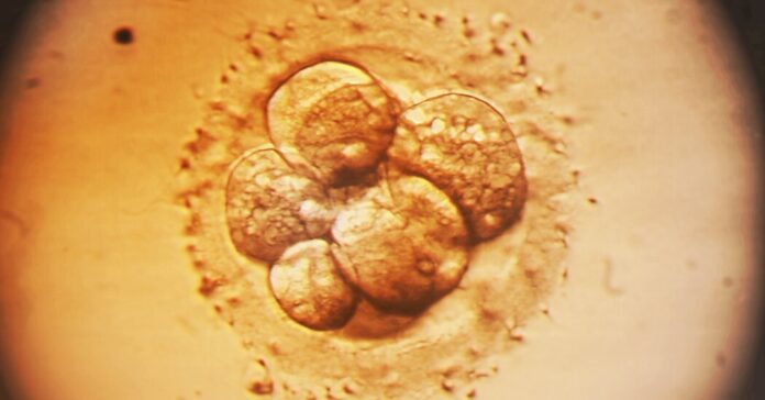 A Newer Approach to Editing Embryos Ignites Debate