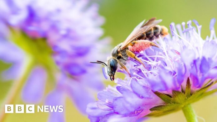 AI-powered Surrey conservation project ends