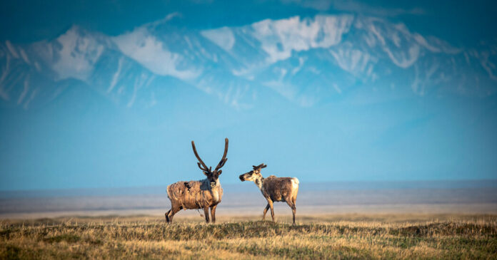 ANWR Oil Draws Few Bids, Despite Trump’s Push for ‘Liquid Gold’