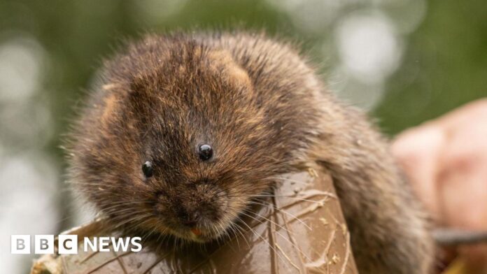 About 200 water voles released into nature reserve near Harpenden